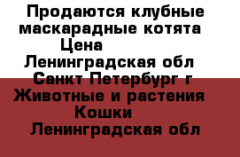 Продаются клубные маскарадные котята › Цена ­ 15 000 - Ленинградская обл., Санкт-Петербург г. Животные и растения » Кошки   . Ленинградская обл.